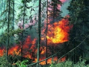 Риск возникновения лесных пожаров в Черноморском регионе Турции очень высок